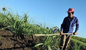 Colombia aumentará en un millón las hectáreas cultivadas hasta 2018