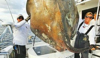 Atrapan pez de 800 libras y 14 pies de altura