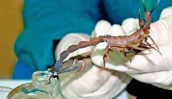 Veneno de alacrán azul: eficaz para curar el cáncer, y puede ser aplicado a personas con SIDA