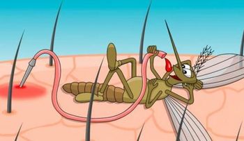 Por qué todos los mosquitos me pican a mí