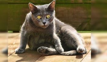 Ciberdelincuente más buscado por FBI utilizó nombre de su gato como contraseña