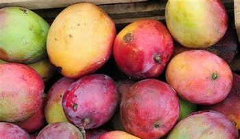 El mango previene la anemia, cuida la piel; ayuda a bajar de peso y protege de dolores menstruales