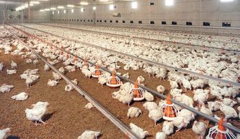 Estudios advierten el pollo industrial es una amenaza para la existencia humana