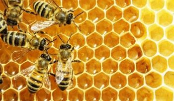 La miel fresca de abeja podría ser más efectiva que los antibióticos 