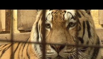 Tigre mata a su cuidador en zoológico de Alemania