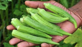 "Dedos de señoritas", la bebida que limpia tus riñones y baja el colesterol. Trata la diabetes y el asma