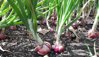 Guía para cultivar la cebolla morada en una maceta de tu casa