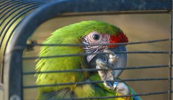 Clínica en Panamá rehabilita animales salvajes rescatados del tráfico ilegal