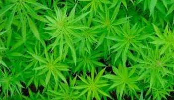 Descubren un nuevo peligro de la marihuana