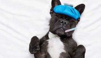 Tres enfermedades que las mascotas comparten con los humanos
