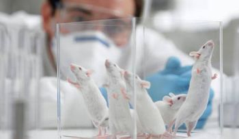Logran aumentar la vida de pacientes con metástasis cerebral de 4 a 15 meses 