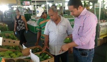 Prohibición exportación de aguacates afecta 70% de economía de Cambita