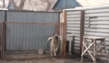 Video: Un perro con mucho ritmo baila al son de una canción de Modern Talking