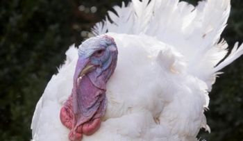 EEUU: Investiga brote de salmonella en el pavo