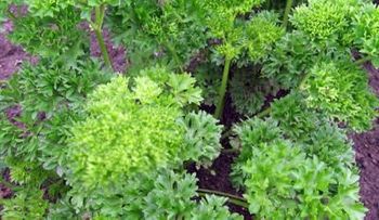 Cilantro: Una súper hierba para desintoxicarse