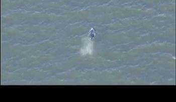 Ballenas nadando en el Río Hudson de NY
