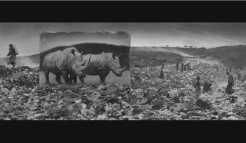 El fotógrafo que retrata "animales fantasma"