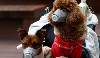 Confirman caso de un perro con coronavirus, en Hong Kong 