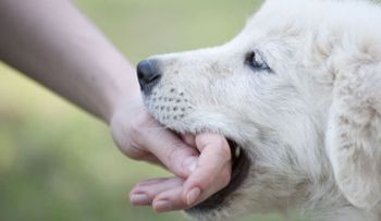 La OMS recomienda evitar el contacto con animales, sin protección, por propagación del coronavirus
