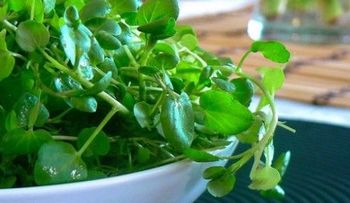 Plantas medicinales para el colon