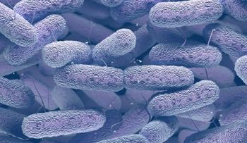 "Klebsiella", una superbacteria que se contagia en centros médicos; afecta el pulmón, intestino y vías urinarias