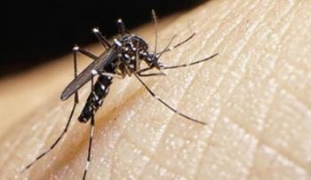 Zika podría convertirse en epidemia como la chikungunya