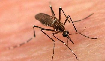 En San Diego de Los Altos aumentan los casos de dengue