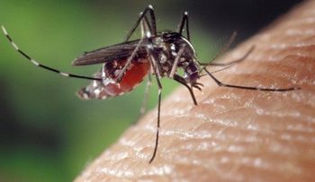 La OMS declara el zika en emergencia sanitaria global