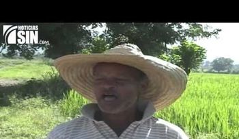 Productores temen perder plantaciones de arroz por mala administración del agua