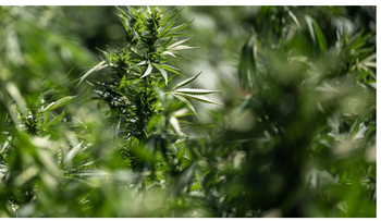 Consumo adolescente de cannabis duplica riesgo de trastornos mentales