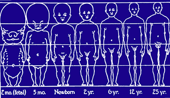 Cómo influyó la evolución en el desarrollo del pene