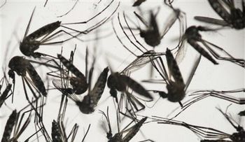 OMS alerta que el virus zika se "propaga de forma explosiva"