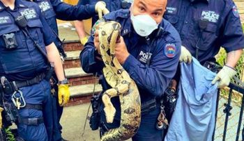 Policía NY atrapa pitón en vecindario del Bronx