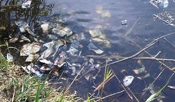 Un hombre encuentra 100 mil dólares flotando en un río