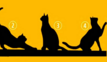 Elige un gato del 1 al 4 y sabrás tu personalidad