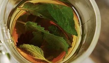 Infusión de  hojas de aguacate cura la fiebre, dolor de cabeza, migraña y cólicos menstruales