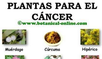 Hierbas que son buenas para el cáncer de estómago