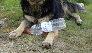 EEUU informa perros y gatos podrán beneficiarse de una residencia junto a su dueño