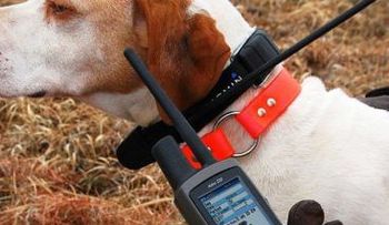 Evalúan brote de rabia en Pedernales; instalarán GPS a perros que cruzan la frontera