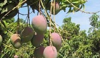 Riña por un mango deja un muerto (Neu Guzmán) y un herido; ingerían Clerén
