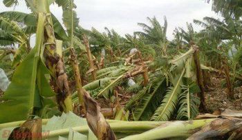 Ã?rika dejó pérdidas de RD$50 millones en plantación banano Cruz de Manzanillo 