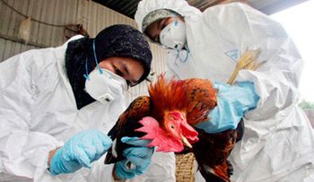 La OMS reporta mutaciones en el virus de la gripe aviar