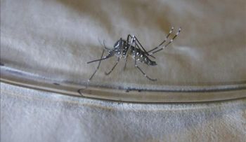 Brasil aprueba el uso primera vacuna contra el dengue