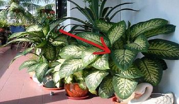 Esta planta está tu hogar y puede matarte