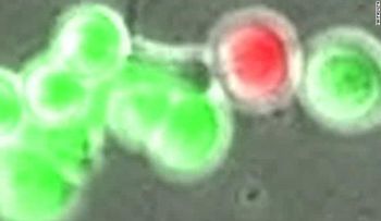Gran avance en investigación sobre el cáncer podría generar nuevos tratamientos