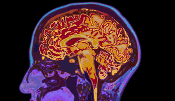 Observar aves podría frenar el envejecimiento del cerebro