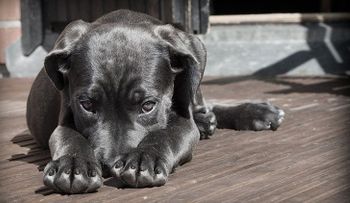 Científicos sugieren que la domesticación de los perros no surgió en un solo continente
