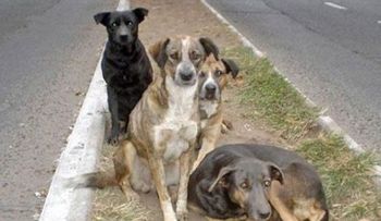 Perros callejeros salvan a una niña de un violador