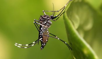 Experimentan en Brasil medicina de origen vegetal contra el zika