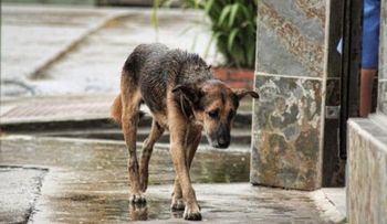 5 consecuencias de abandonar a tu mascota en la calle